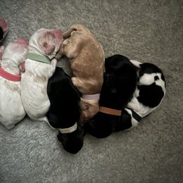 Cocker Spaniel puppies from Abundance of Joy LLC Cocker Spaniels