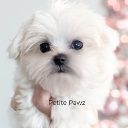 Lulu - White female Maltese puppy in Tampa, Florida from Petite Pawz