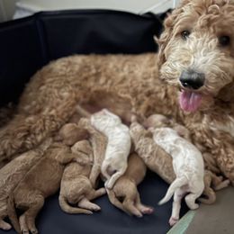 Poodle Puppies from Pure Poodles by the Chesapeake Bay
