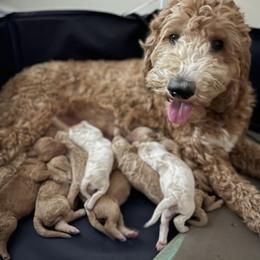 Poodle Puppies from Pure Poodles by the Chesapeake Bay