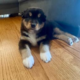 Java - Black tri-color male Australian Shepherd puppy in Spartanburg, South Carolina from Hub City Aussies