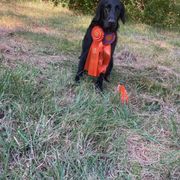 Goose - Flat-Coated Retriever