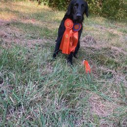 Goose - Flat-Coated Retriever