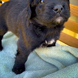 Bernedoodle and Siberian Husky Puppies from Timberline Paws