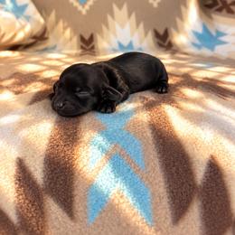 Girl 1 - Black female Dachshund puppy in Oklahoma from Red Oak Long Dogs