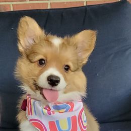 Pembroke Welsh Corgi Puppies from Triple B Bayou Corgis