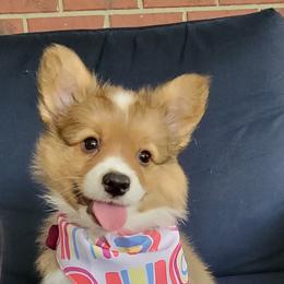 Pembroke Welsh Corgi Puppies from Triple B Bayou Corgis
