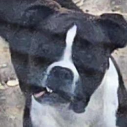 Boxers from Hunts Boxers