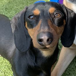 Dottie - Dachshund