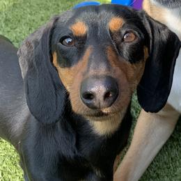 Dottie - Dachshund