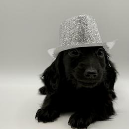 AKC Green - Black male Dachshund puppy in Bartlesville, Oklahoma from OkieDokieDox