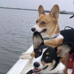 Pembroke Welsh Corgis from Aracelli's Corgis
