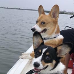 Pembroke Welsh Corgis from Aracelli's Corgis