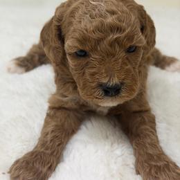 Girl 2 - Apricot female Goldendoodle puppy in Haleyville, Alabama from Susan’s Prefurred Doodles