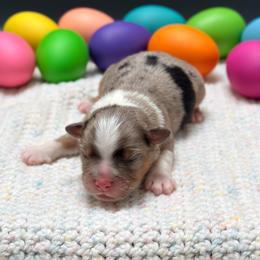 Boy 2 - Blue merle male Miniature Australian Shepherd puppy in Covington, Pennsylvania from Rigas Mini Aussies LLC