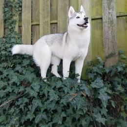 Schipperke and Siberian Husky Puppies from Yuki Ookami Show Kennel