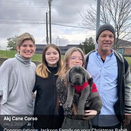 Cane Corso Puppies from AK&J Kentucky Corsos