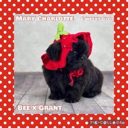 Dolly - Liver female Shih Tzu puppy in Beatrice, Nebraska from I Shih Tzu Not Puppies