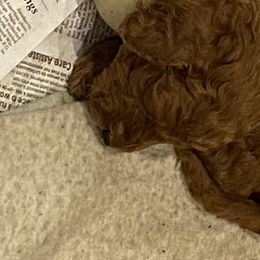 Goldendoodle Puppies from It's Reigning Red Goldendoodles