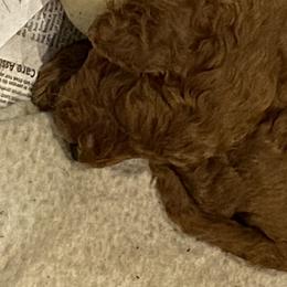 Goldendoodle Puppies from It's Reigning Red Goldendoodles