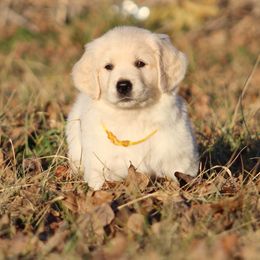 Golden Retriever Puppies from Golden Barnes Kennel