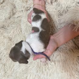 Purple Sweet Potato Pie - Piebald female Dachshund puppy in Bremen, Georgia from Jones Royal Kennels / Jones Miniature Dachshunds