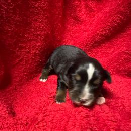 Black tri - Black tri female Toy Australian Shepherd puppy in Billings, Montana from Chapman's Aussies