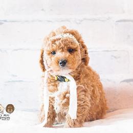 Bernedoodle and Goldendoodle Puppies from Hommel’s Mini Darling Doodles