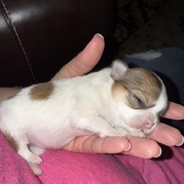 Chihuahua Puppies from Princess Paws LLC
