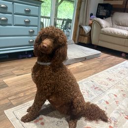 Lady - Poodle