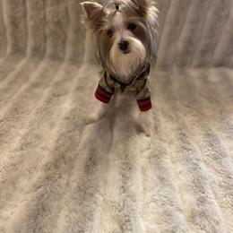 Yorkshire Terrier All Grown Up from Akc Quality Yorkies