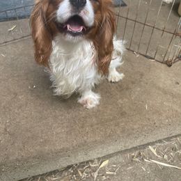 King George - Cavalier King Charles Spaniel