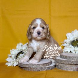 Copper - Buff and white male Cocker Spaniel puppy in Nashville, Arkansas from Rocky Road Puppies