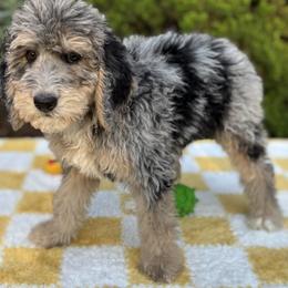 Bernedoodle, Goldendoodle, and Poodle Puppies from Poodle and Doodle Haven