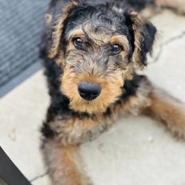Orange Collar Boy - Bear - Black and tan male Airedale Terrier puppy in Longview, Washington from Grateful Aire