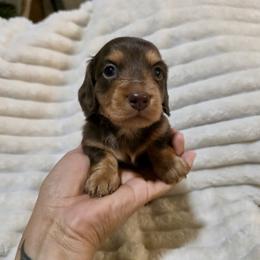 Romeo - Chocolate and tan male Dachshund puppy in Rialto, California from DashiesDachLLC