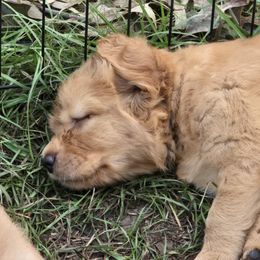 Golden Retriever Puppies from Stellar Acres Golden Retrievers