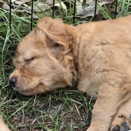 Golden Retriever Puppies from Stellar Acres Golden Retrievers