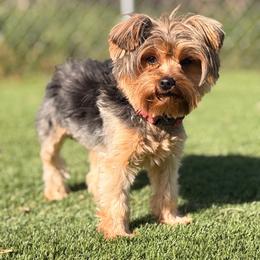 Jack Daniels - Yorkshire Terrier