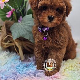 Poodle puppies from Meadowbrook Poodles