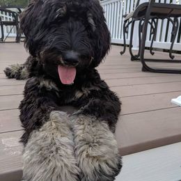 Labradoodle, Goldendoodle, and Bernedoodle Puppies from Riverhouse Doodles