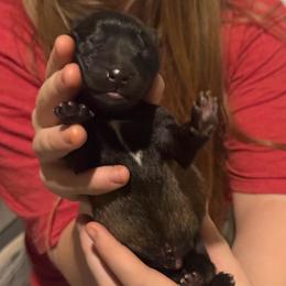 Green - Fawn sable male Belgian Malinois puppy in Boise, Idaho from Wings of Freedom Retrievers and Malinois