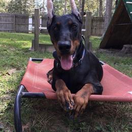 Doberman Pinscher puppies from SuperDobermans
