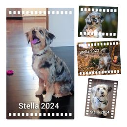 Aussiedoodle All Grown Up from Leafy Acre Mini Farm