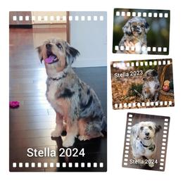 Aussiedoodle All Grown Up from Leafy Acre Mini Farm