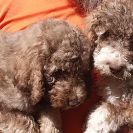 Poodles from Poodlesplus
