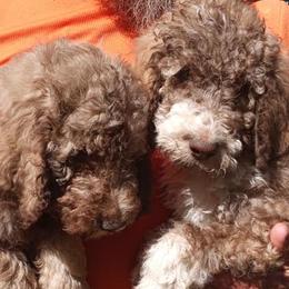 Poodles from Poodlesplus