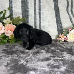 Cosmo - Black male Dachshund puppy in Wellborn, Florida from Azalea Acres Mini Doxies