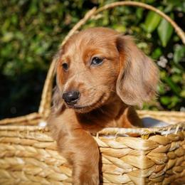 Strawberry - Red male Dachshund puppy in Temecula, California from Naomi Magee's Dachshund Kennel