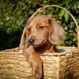 Strawberry - Red male Dachshund puppy in Temecula, California from Naomi Magee's Dachshund Kennel